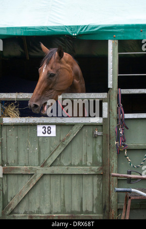 In prossimità di un cavallo marrone Whinnying oltre Porta stabile Foto Stock