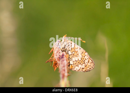 Brown butterfly coperto con bolle di acqua su un impianto di paglia nelle prime ore del mattino Foto Stock