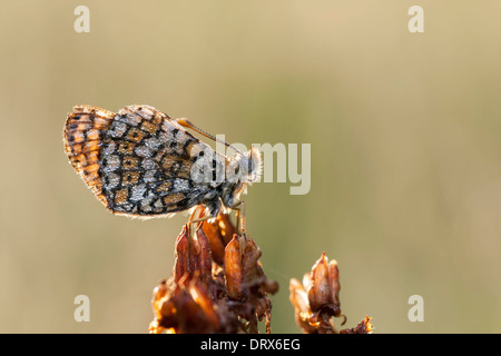 Brown butterfly coperto con bolle di acqua su un impianto di paglia nelle prime ore del mattino Foto Stock