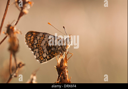 Brown butterfly coperto con bolle di acqua su un impianto di paglia nelle prime ore del mattino Foto Stock