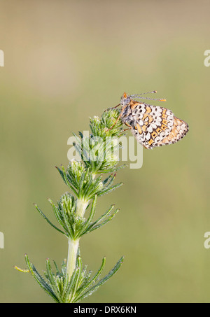 Brown butterfly coperto con bolle di acqua su un impianto di prima mattina Foto Stock