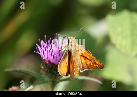 Brown moth feding sul fiore Foto Stock