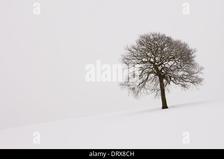 Unico albero in piedi in una coperta di neve il campo sul lato di una collina Foto Stock