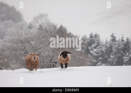 Foto di due pecore in esecuzione su una coperta di neve campo Foto Stock
