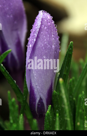 Un fiore Crocus erutta dalla molla-tempo terreno nel Connecticut Foto Stock