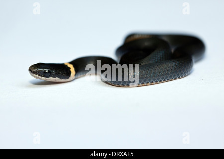 Un serpente ringneck crawl attraverso uno sfondo bianco nel Connecticut Foto Stock