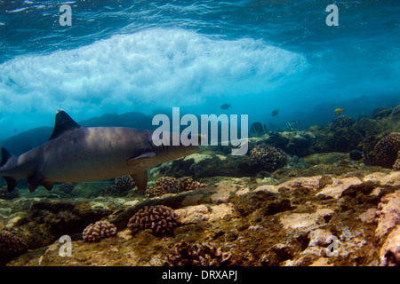 Un whitetip reef shark nuota attraverso una zona di surf nella baia di Kealakekua, Kona. Foto Stock