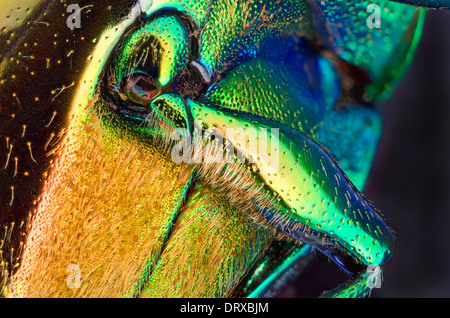 Chrysochroa fulminante: visualizzazione di una gamba Foto Stock