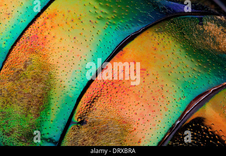 Chrysochroa saudersii:colori sul petto Foto Stock