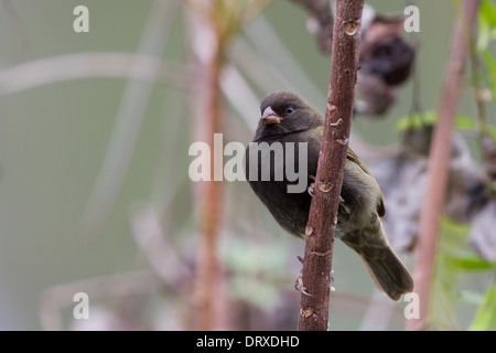 Maschio nero-di fronte Grassquit (Tiaris bicolore) Foto Stock