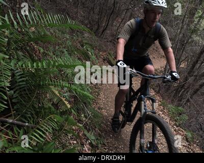 Lago di Cachuma, California, Stati Uniti d'America. 2° febbraio 2014. Felci verde crescere sul sito del sentiero. TIM LANE in mountain bike sul sentiero Tequepis single track nei pressi di Solvang e Lago di Cachuma nel Los Padres National Forest in Santa Barbara county. Questa è una zona molto popolare per le escursioni a piedi e in bicicletta con scenic aree interne con molti sentieri e campeggi. © Ruaridh Stewart/ZUMA filo/ZUMAPRESS.com/Alamy Live News Foto Stock