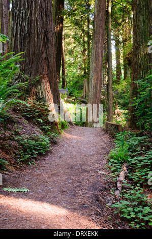 Percorso a piedi attraverso una foresta di Redwood in Arcata, California Foto Stock
