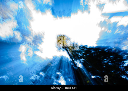E surreale immagine astratta di albero di sequoia contro un cielo blu con nuvole bianche nel nord della California Foto Stock
