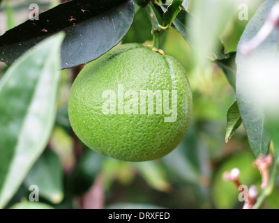 Fresche e mature sul limes lime tree Foto Stock