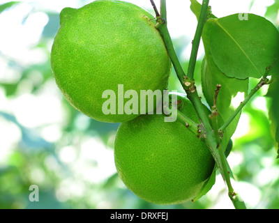 Fresche e mature sul limes lime tree Foto Stock