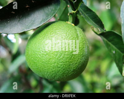 Fresche e mature sul limes lime tree Foto Stock