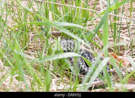 Grigio e Nero variegato sommatore comune o viper sull'erba Foto Stock