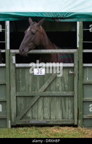 Close up di un marrone testa di cavallo cerca su porta stabile Foto Stock