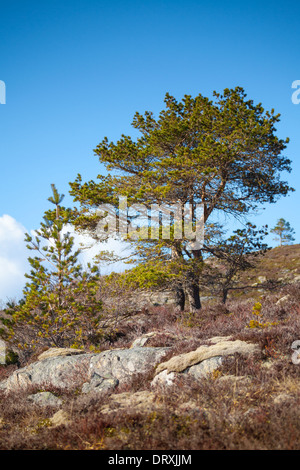 Alberi di pino crescono sulle colline rocciose in Norvegia Foto Stock