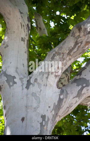 In Spagna, in Catalogna, Barcellona, peeling sulla corteccia di un albero piano, Platanus, nel Parc de la Ciutadella nel vecchio quartiere della città. Foto Stock