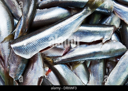 Fresche acciughe grezzo preparato per la lavorazione Foto Stock