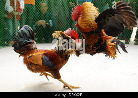 Shangsi cinese di Guangxi Zhuang Regione autonoma. 4 febbraio, 2014. Galli lotta durante un concorso cockfighting nella contea di Shangsi, sud della Cina di Guangxi Zhuang Regione autonoma, Febbraio 4, 2014. Cockfight è un'attività tradizionale per festeggiare il nuovo anno lunare cinese qui. Credito: Liang Fuying/Xinhua/Alamy Live News Foto Stock