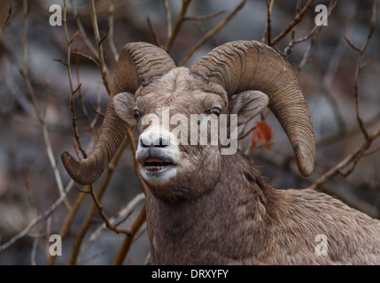 Mighty bighorn ram in Montana le spettacolari montagne. Foto Stock