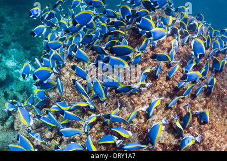 A polvere surgeonfish blu (Acanthurus leucosternon), grande scuola alimentazione sulle alghe sui massi di corallo. Mare delle Andamane, Thailandia. Foto Stock