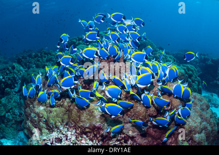 A polvere surgeonfish blu (Acanthurus leucosternon), grande scuola alimentazione sulle alghe sui massi di corallo. Mare delle Andamane, Thailandia. Foto Stock