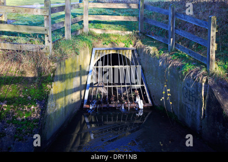 Una tempesta di scarico acqua dal fiume Wensum in Norwich, Norfolk, Inghilterra, Regno Unito. Foto Stock
