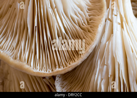 Macro di branchie dei funghi orecchioni. Foto Stock