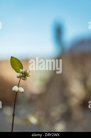 Snowberry, Waxberry Ghostberry o. (Symphoricarpos) Reykjavik, Islanda Foto Stock