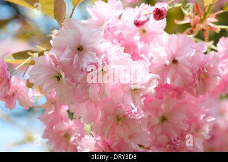 Un assaggio di primavera, prunus giapponese di fiori di ciliegio, shirofugen Jane Ann Butler JABP Fotografia1134 Foto Stock