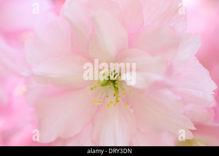 Un assaggio di primavera, close up prunus giapponese di fiori di ciliegio, shirofugen Jane Ann Butler JABP Fotografia1138 Foto Stock