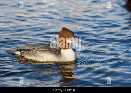 Lago di Windermere, Cumbria, Regno Unito. 4° febbraio 2014. Femmina di smergo maggiore sul Lago di Windermere Bowness Bay Credito: Shoosmith raccolta/Alamy Live News Foto Stock