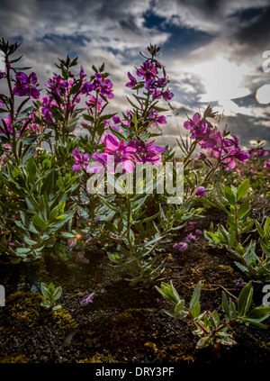 Nana latifolium Fireweed-Chamerion precedentemente Epilobium latifolium, Thorsmork, Islanda. Eyrarros è il nome islandese. Foto Stock