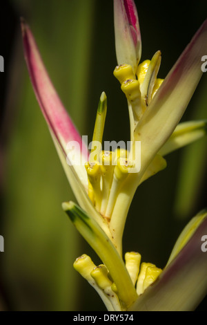 Heliconia aurantiaca tropicale Fiore esotico Foto Stock