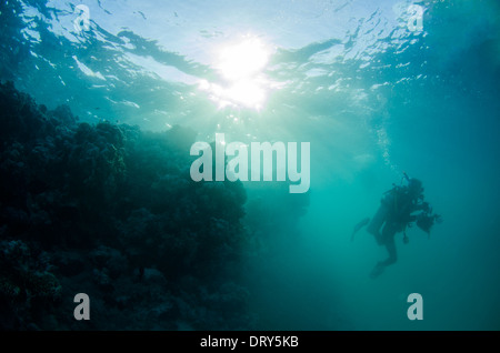 Un subacqueo ad esplorare tra i coralli in Mar Rosso. Foto Stock