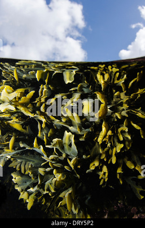 Wrack della vescica in una piscina di roccia in una giornata di sole. Foto Stock