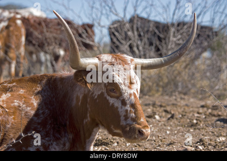 Longhorn bovini su un West Texas ranch. Foto Stock