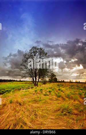 Albero nel campo Foto Stock