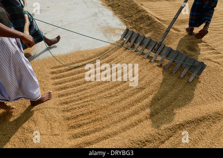 BANGLADESH Tangail, piccolo mulino di riso vicino Kalihati, lavoratore capovolgere paddy per essiccazione al sole Foto Stock