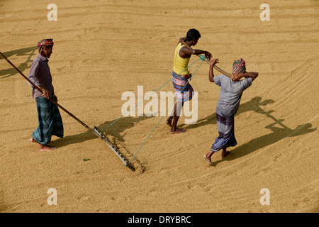 BANGLADESH Tangail, piccolo mulino di riso vicino Kalihati, lavoratore capovolgere paddy per essiccazione al sole Foto Stock