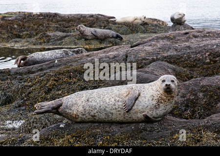 Guarnizioni di tenuta in prossimità di Garinish Island, Irlanda Foto Stock