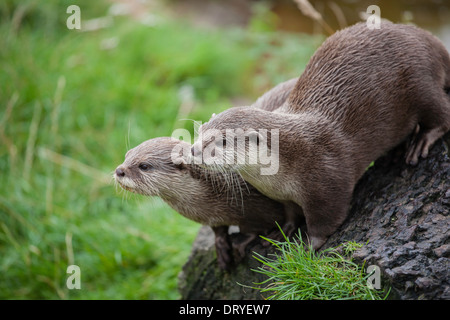 Due Asian corto-artigliato lontre (Ambionyx Cinereus) sedersi su un registro a Blair Drummond Safari Park, Stirlingshire, Scozia. Foto Stock