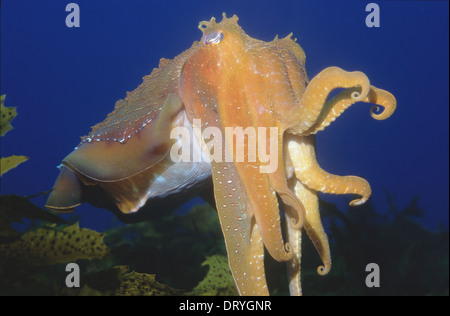 Australian gigante Seppie (Sepia apama), Jervis Bay, Nuovo Galles del Sud, Australia Foto Stock