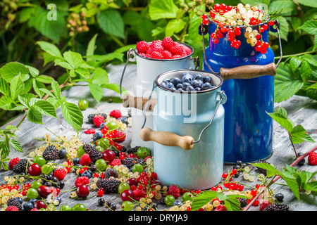 Appena raccolto frutti di bosco frutti in estate Foto Stock