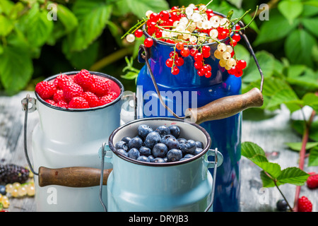 Appena raccolto frutti di bosco frutti in estate Foto Stock