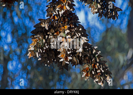 Un cluster di farfalle monarca a farfalla monarca grove a Pismo Beach, California. Foto Stock