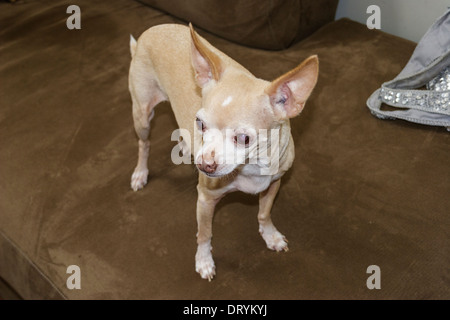 Anziani Chihuahua cane Foto Stock